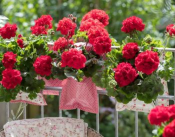 pelargonie na balkonie