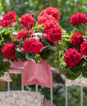 pelargonie na balkonie