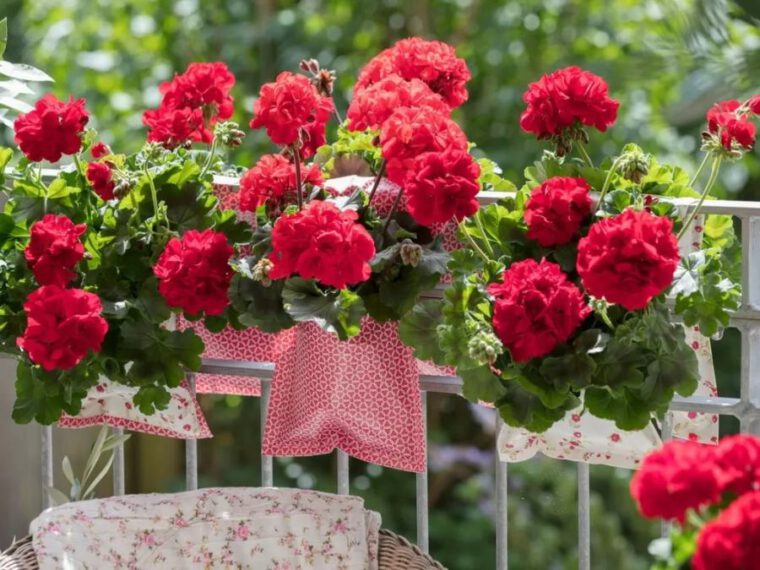 pelargonie na balkonie