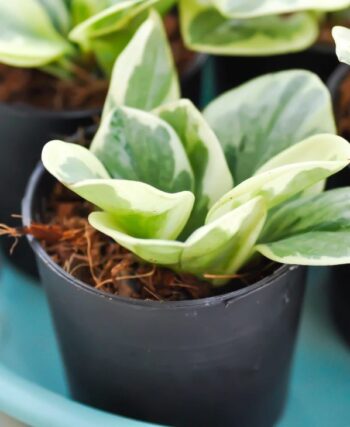 peperomia tępolistna