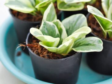 peperomia tępolistna