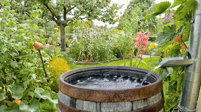 deszczówka w ogrodzie